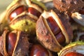 Conkers!